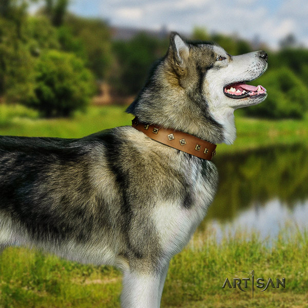 Malamute impressive adorned full grain natural leather dog collar for easy wearing