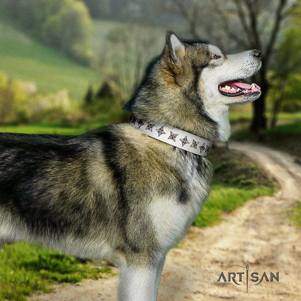 Malamute amazing studded natural leather dog collar for handy use