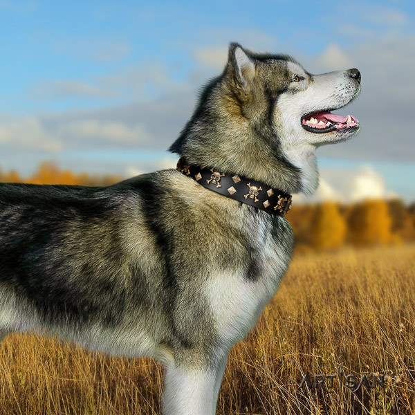 Malamute fashionable adorned leather dog collar for walking