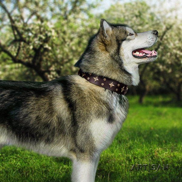 Malamute trendy adorned genuine leather dog collar for everyday walking