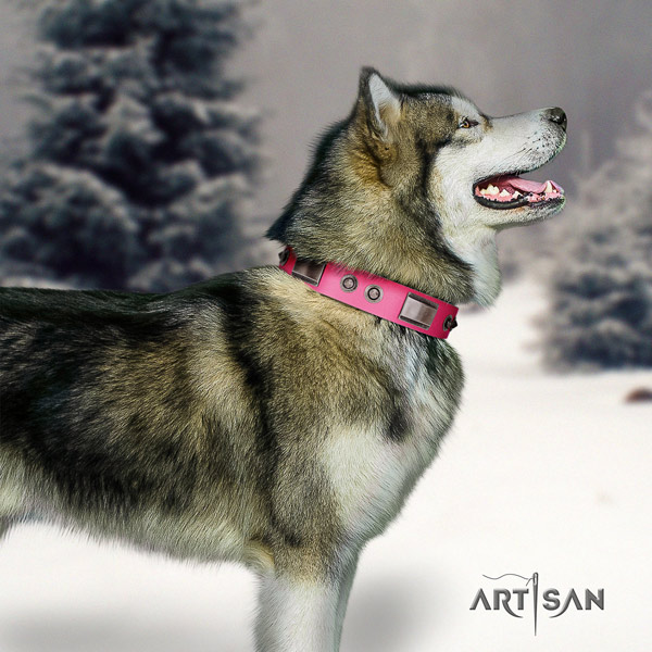 Malamute extraordinary adorned full grain natural leather dog collar for handy use