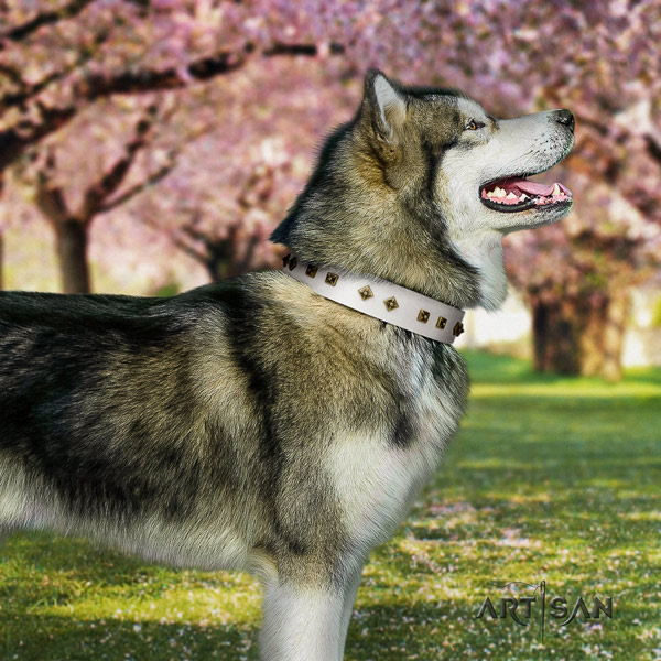 Malamute designer studded full grain genuine leather dog collar for comfy wearing
