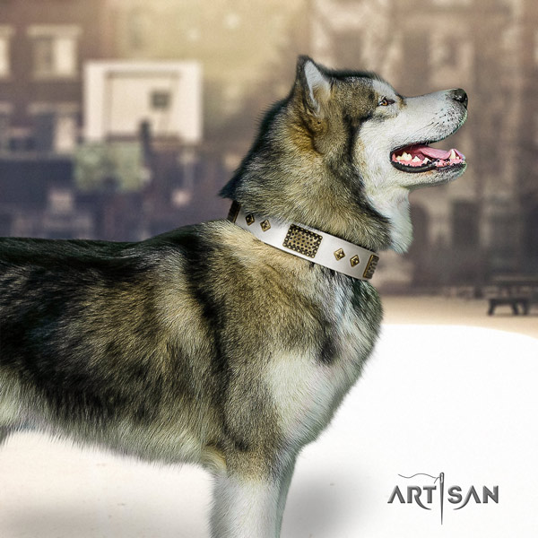 Malamute stylish studded leather dog collar for daily use