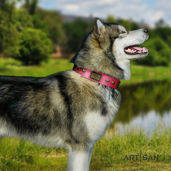 Malamute exceptional embellished full grain leather dog collar for daily walking