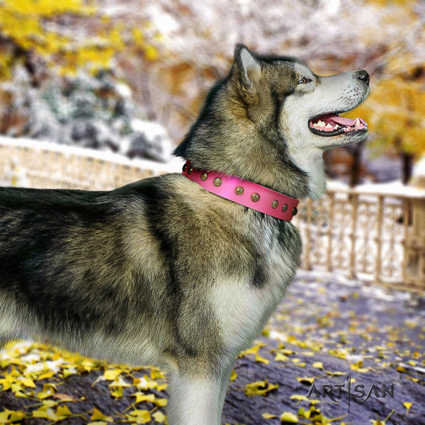 Malamute remarkable adorned natural leather dog collar for daily walking