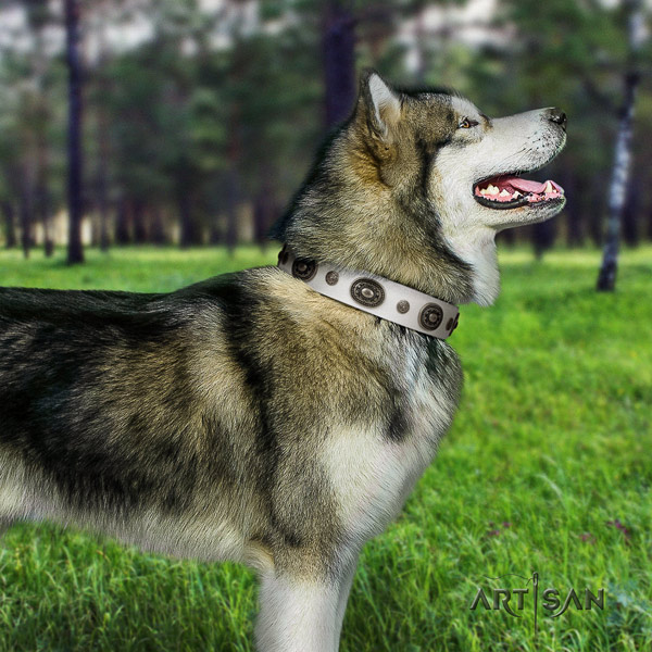 Malamute exquisite adorned full grain leather dog collar for comfy wearing