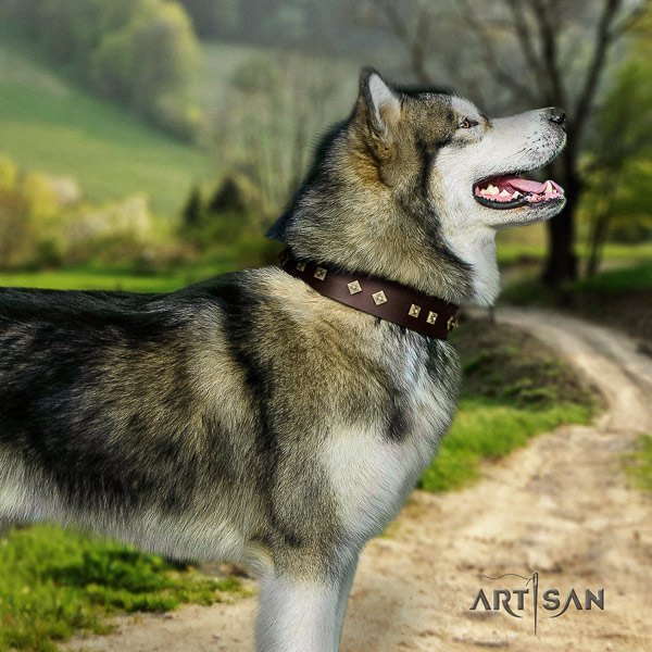 Malamute impressive adorned full grain leather dog collar for daily use