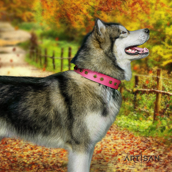 Malamute incredible studded full grain natural leather dog collar for handy use