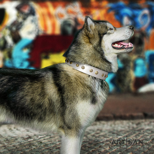 Malamute significant embellished full grain genuine leather dog collar for daily walking