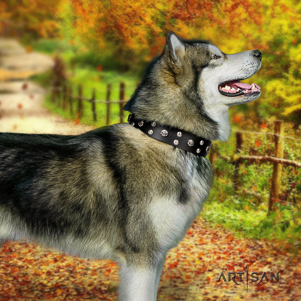 Malamute top notch studded leather dog collar for easy wearing