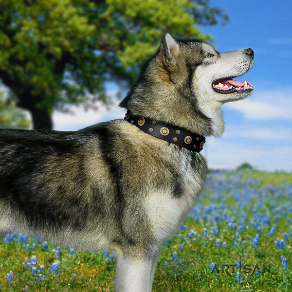 Malamute stylish decorated full grain leather dog collar for daily use