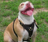 Durable and Fashionable leather dog harness for Dog Trainings-Dog Supplies