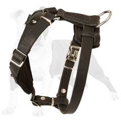Padded on chest leather dog harness