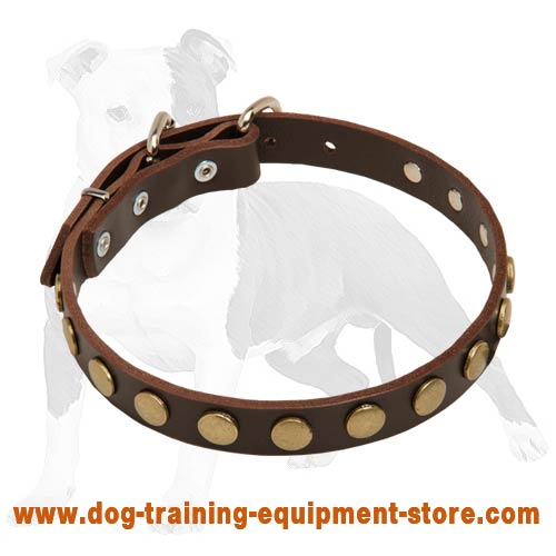 Leather Dog Collar With Circles for Training and Walking