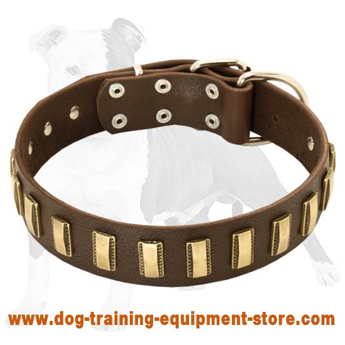 Beautiful Leather Dog Collar with Curved Brass Plates for Multitasking Activity