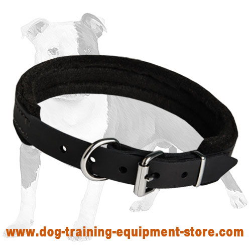 Padded Leather Canine Collar for Easy Handling of Medium or Large Breed Dog