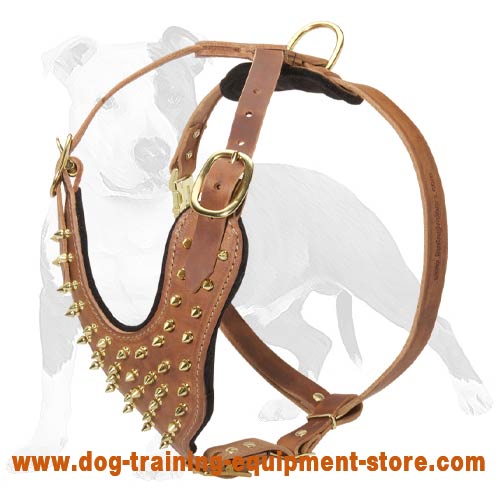 Leather Dog Harness with Brass Spiked Chest Plate for Training and Wlalking