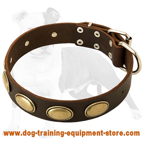 Exclusive Leather Dog Collar with Goldish Oval Plates for Fashionable Walking