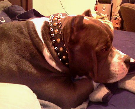 Massive Spiked Leather Dog collar