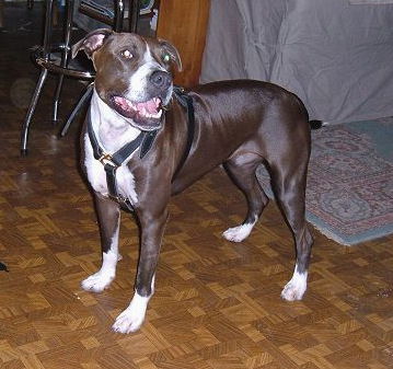 Deluxe Leather Harness -Brown Leather Harness To Fit Dog Trainin-Dog Supplies