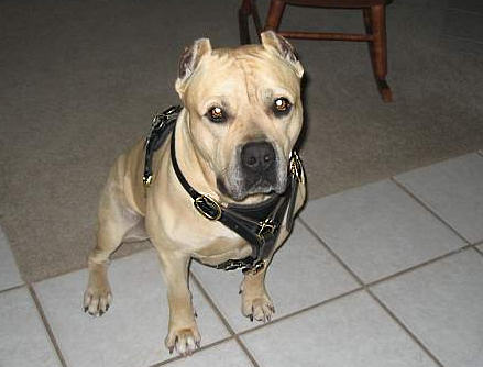 Dog Training/Amstaff Walking dog harness