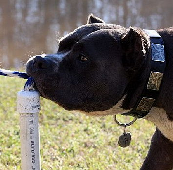Best Leather Dog Collar With Vintage Massive Plates for Dog Trai-Dog Supplies