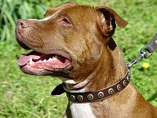 Dog Training Gorgeous Leather Dog Collar With Doted Circles-Dog Supplies Dog Training Gorgeous Leather Dog Collar With Doted Circles-Dog Supplies