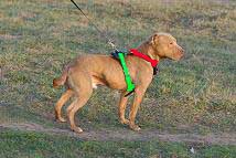 leather dog harness