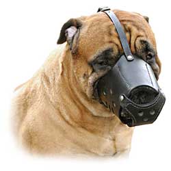 Chewing protection muzzle