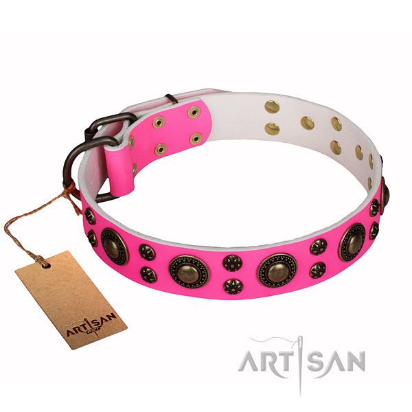 Daily walking dog collar of quality full grain genuine leather with embellishments