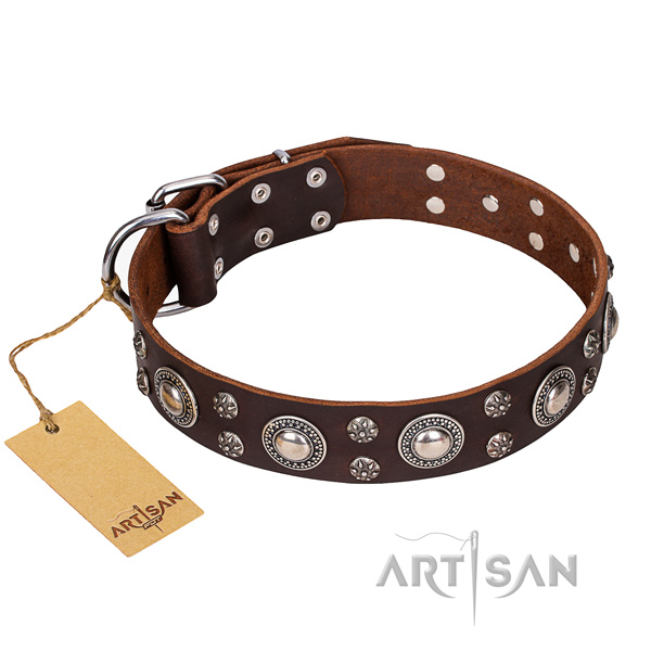 Everyday walking dog collar of fine quality full grain natural leather with studs