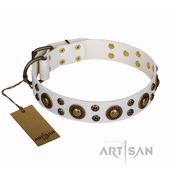 Fancy walking dog collar of quality leather with adornments