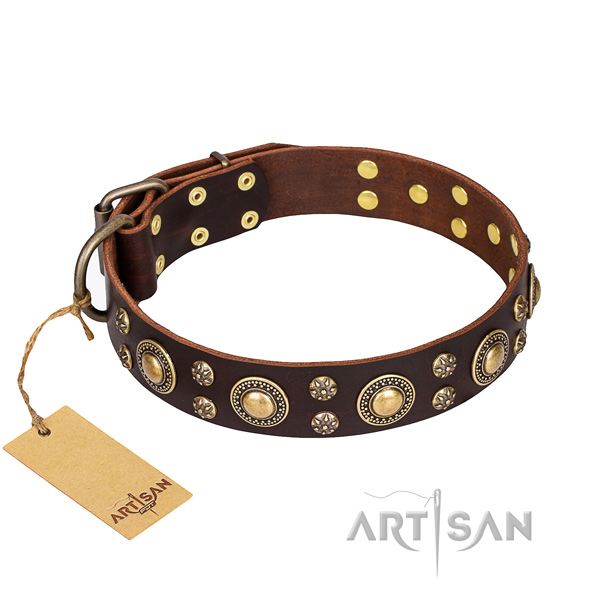 Walking dog collar of strong full grain leather with studs