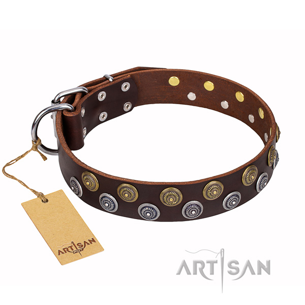 Walking dog collar of best quality full grain natural leather with embellishments