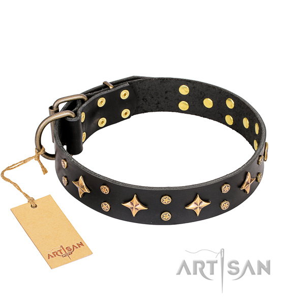 Stylish walking dog collar of quality full grain leather with adornments