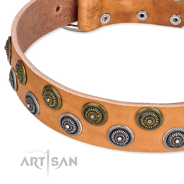 Stylish walking studded dog collar of reliable full grain leather