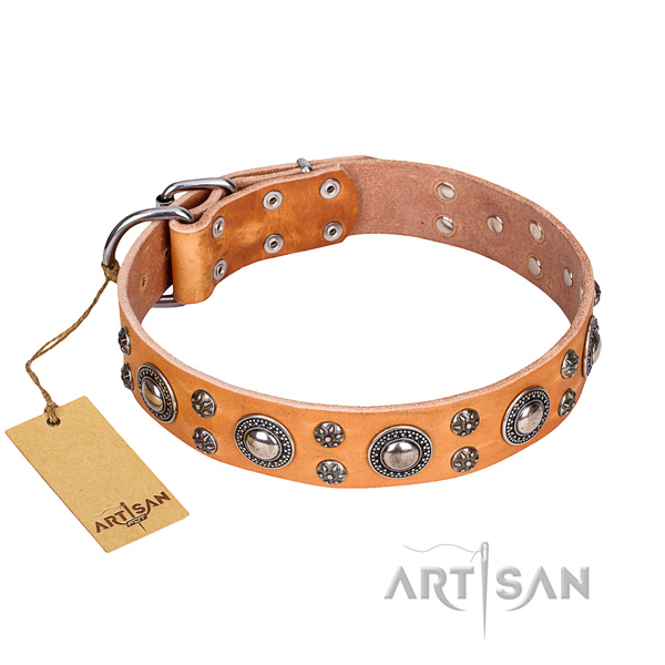 Walking dog collar of strong natural leather with studs