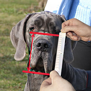 How to measure your dog's snout height