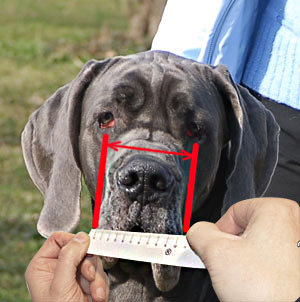How to measure your dog's snout width