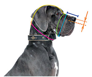 Measure your dog properly