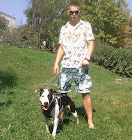 Exclusive Design Studded Leather Harness for American Dog Traini-Dog Supplies