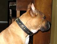 Dog Training Beautiful Nappa Padded Hand Made Leather dog collar-Dog Supplies