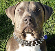 Leather Spiked Dog Collar -3 Rows Spiked Dog Collar for Dog Training